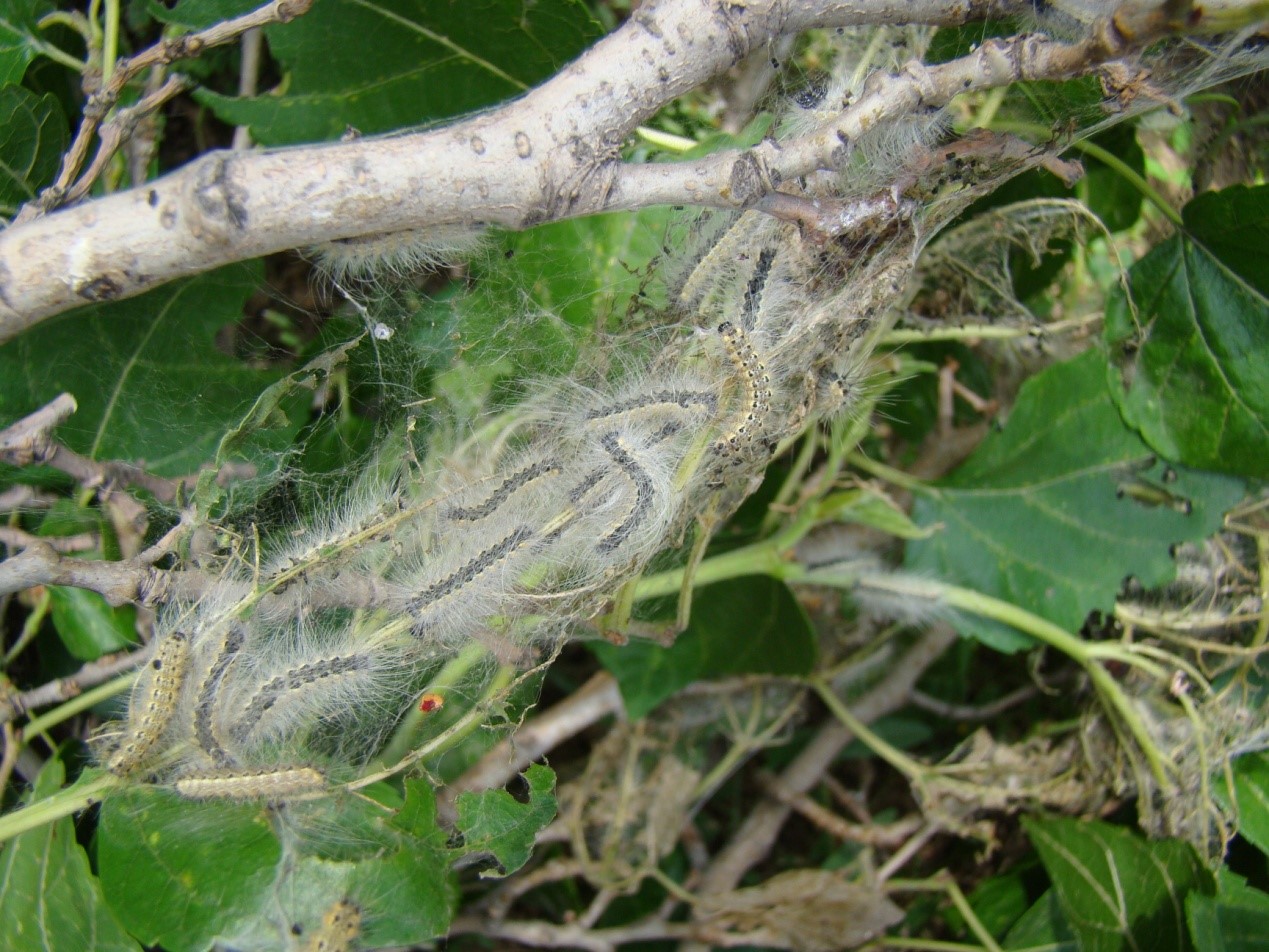 这个秋天碰到白色毛毛虫了吗?其实它们来自大洋彼岸