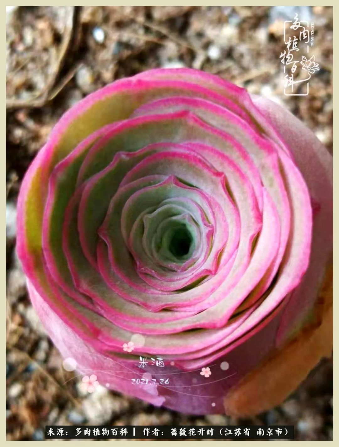 又见颜的妩媚，色的诱惑！这些山地玫瑰礼盒惊艳了眼眸