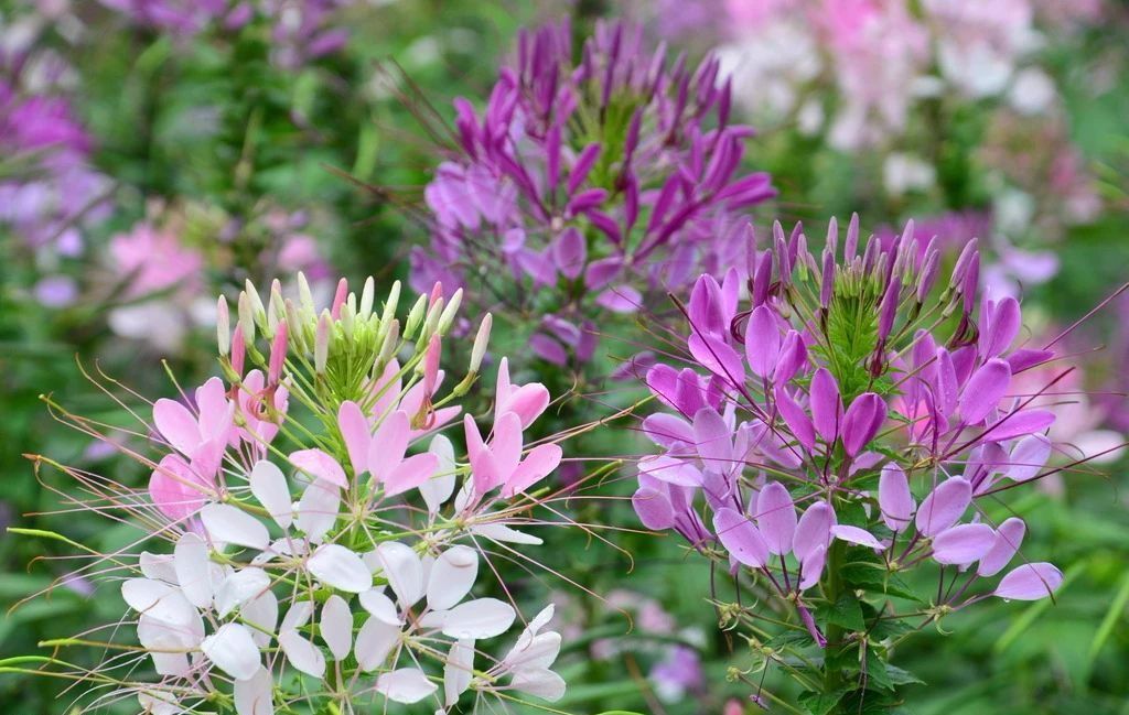 100种常见观叶植物图鉴史上最全,农村常见的100种植物