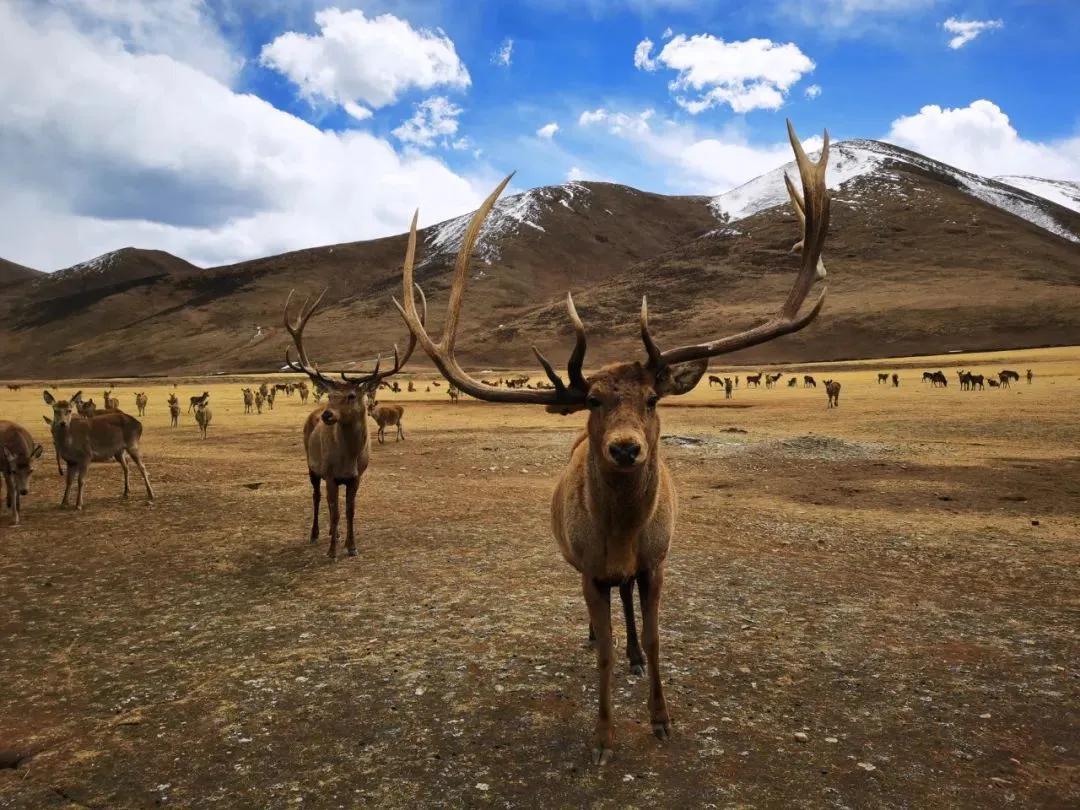 楂樺師涓婄殑椹箍,闈掕棌楂樺師涓婄殑椹箍