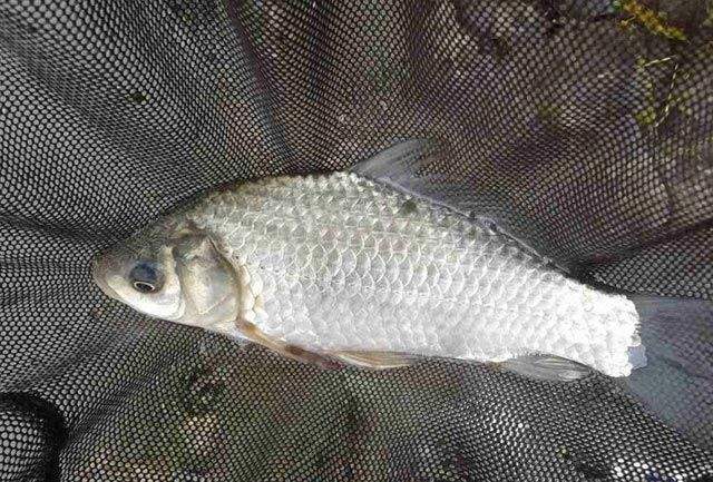 鲫鱼尾巴里面红线是虫吗,鲫鱼尾巴上有红色的虫子能吃吗