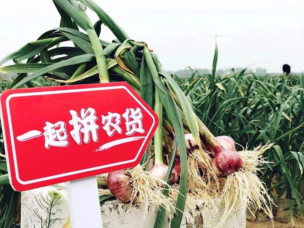 拼多多种咖啡、京东养猪、亚朵卖起了茶,互联网改造了农业什么?