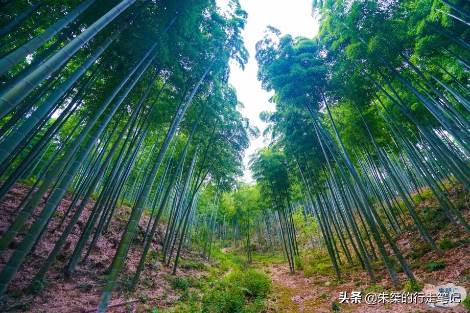 安吉哪里的竹最好,安吉的竹子