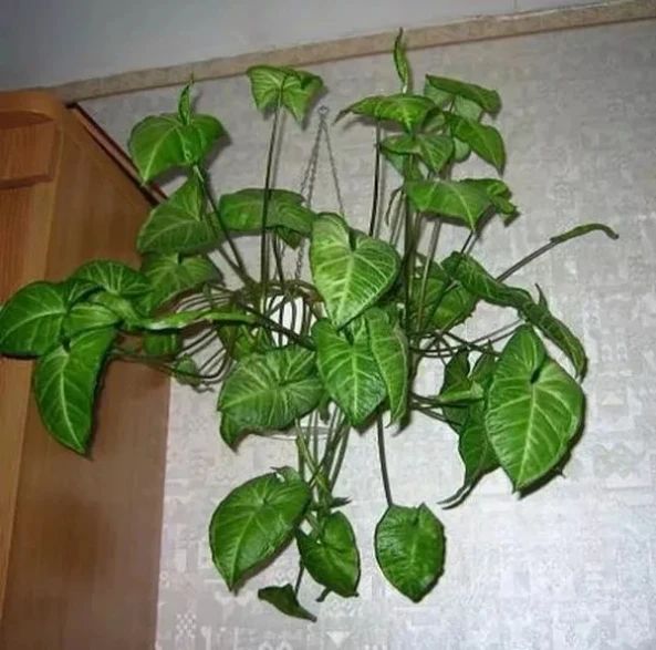 合果芋适合在室内养吗,合果芋黄叶怎么办