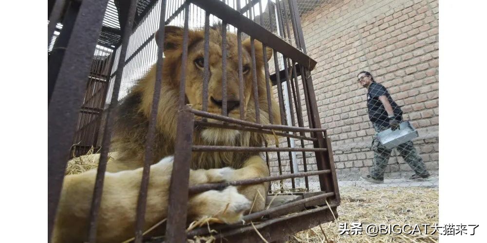 狮子粪便可以吓跑猫？德国一家马戏团出售狮子粪便，卖出2000多罐