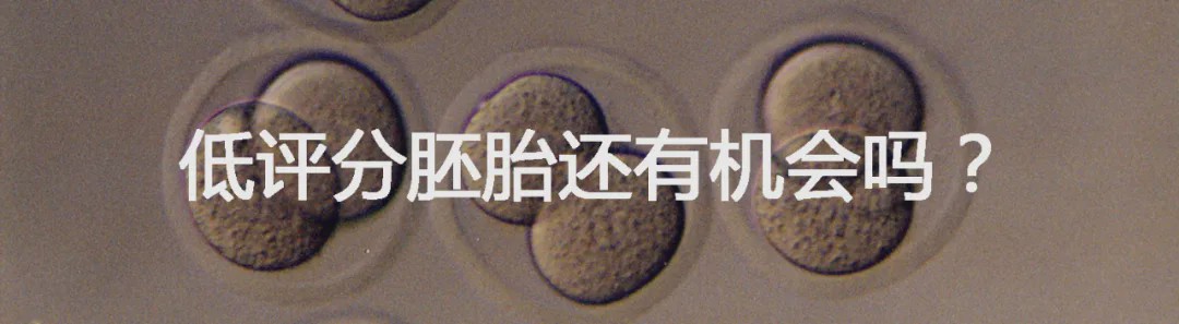 三级胚胎养囊好还是移植好,移植两个三级胚胎的成功率