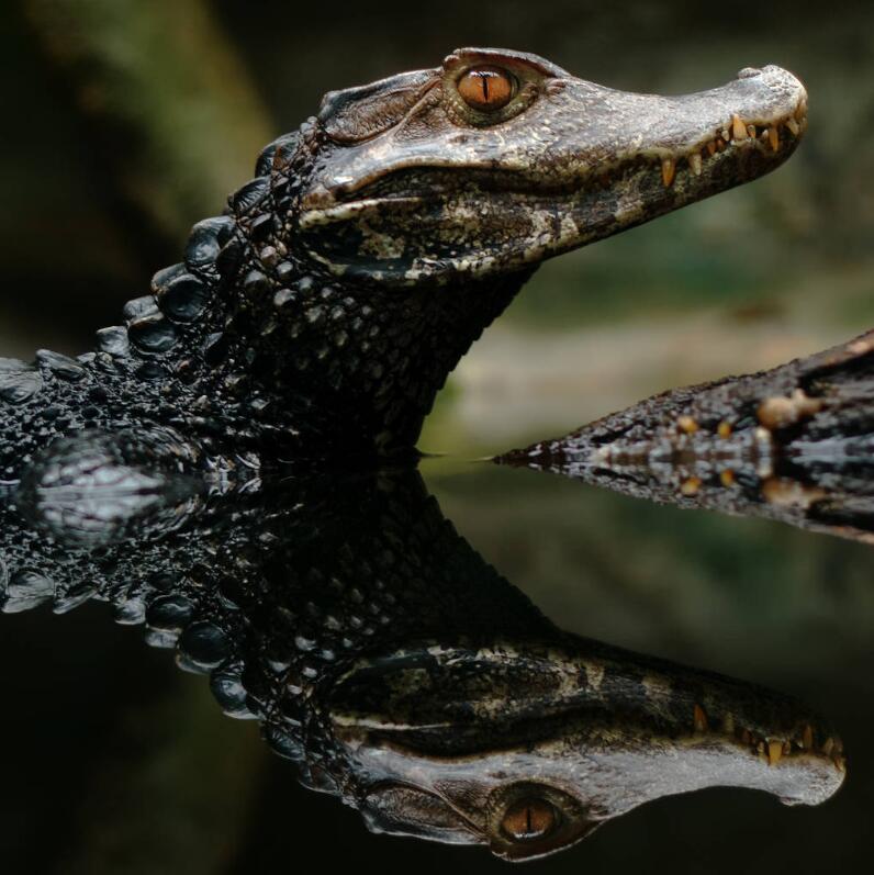 亚马逊河上面为什么不修桥,亚马逊河到底有多可怕没有大桥