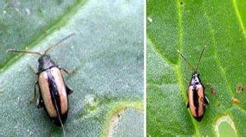 黄曲条跳甲叶菜害虫,叶菜跳甲虫用啥农药防治