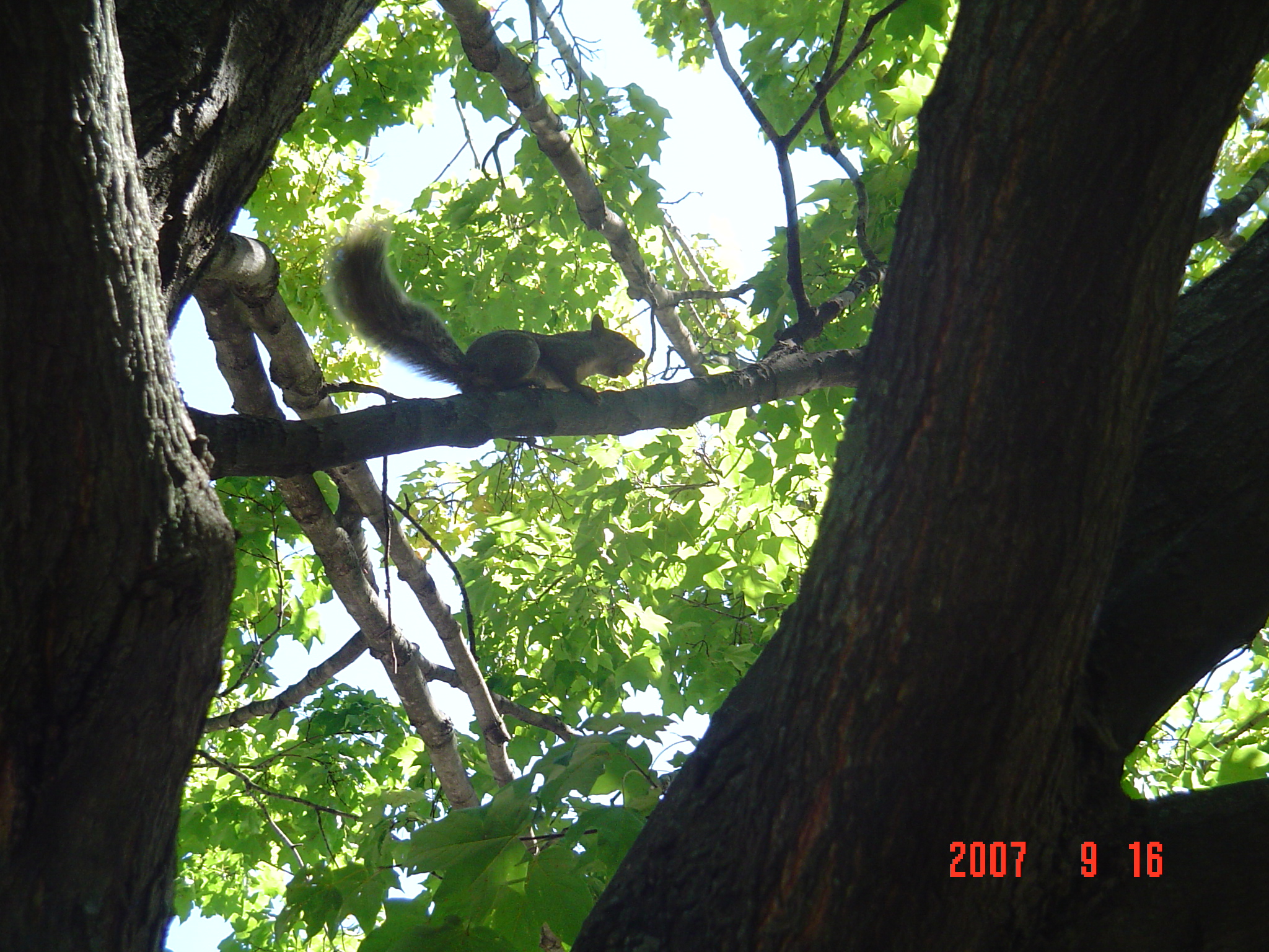 我的“大尾巴”，你在异国他乡还好吗？