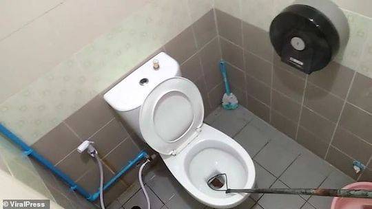 泰国男子如厕被蟒蛇咬伤,马桶里突然钻出一条蛇