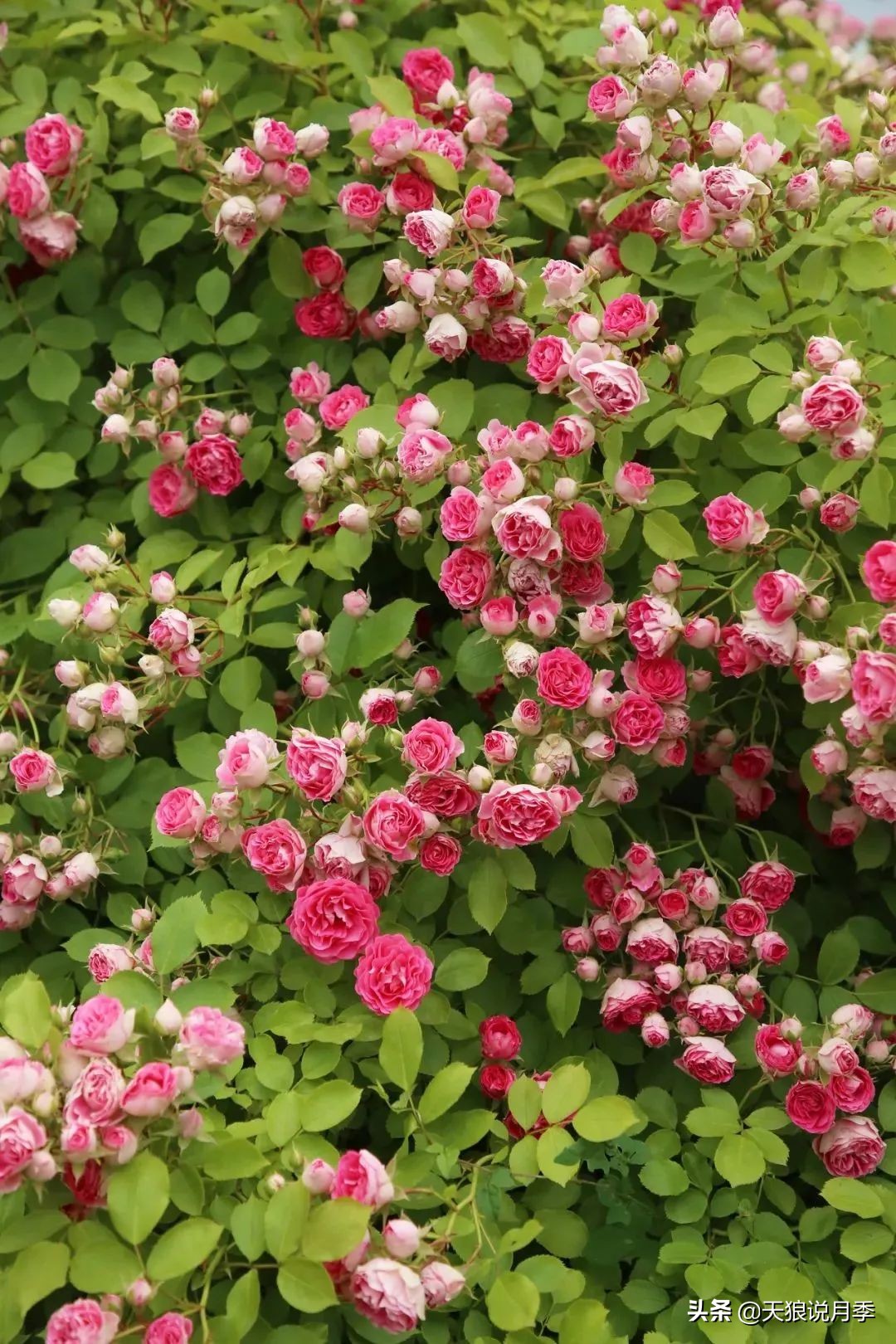 多久可以打造出一面月季花墙,月季花墙怎么养成