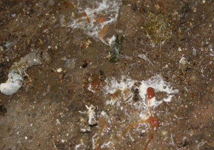 鸡拉黄褐色粪便是什么病,鸡拉黄稀粪便是什么病