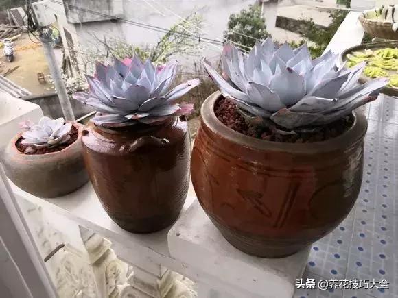 花盆5元一个,花盆不用花钱买