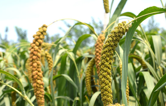 乡情散文：庄稼院儿的种地“留种”