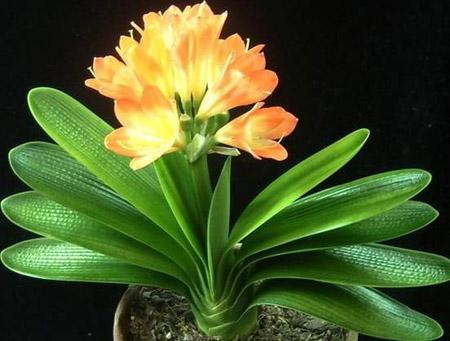 君子兰长得慢怎么办,君子兰长得慢怎么治