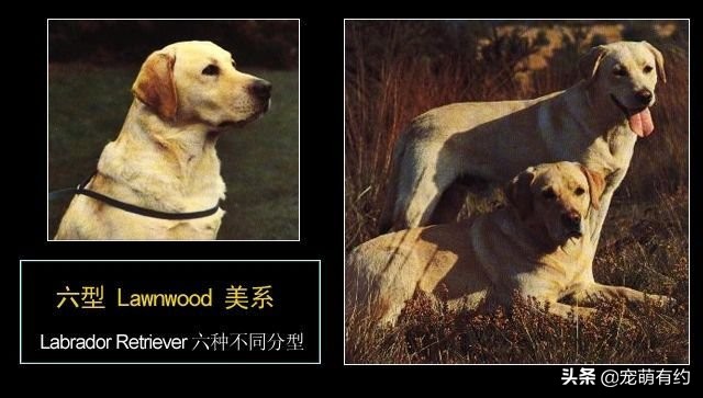 拉布拉多犬特点和缺点分析图,拉布拉多犬形态标准图
