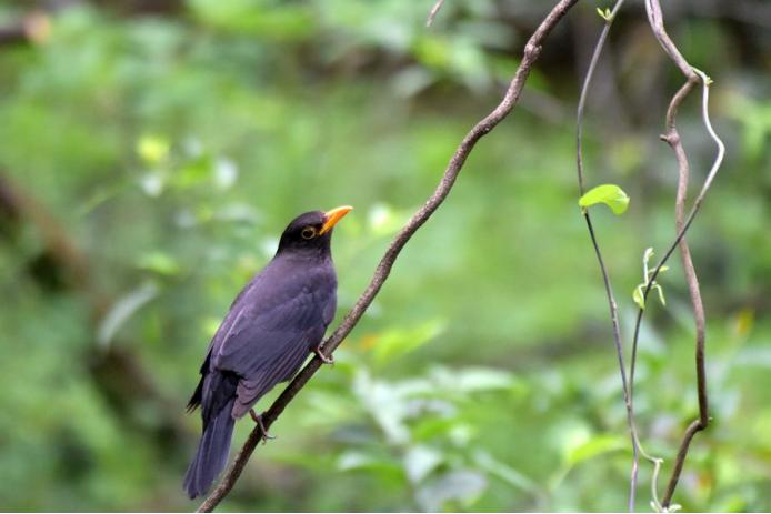 世界上最记仇的鸟，愤怒程度堪比“平头哥”，遇到它千万别惹