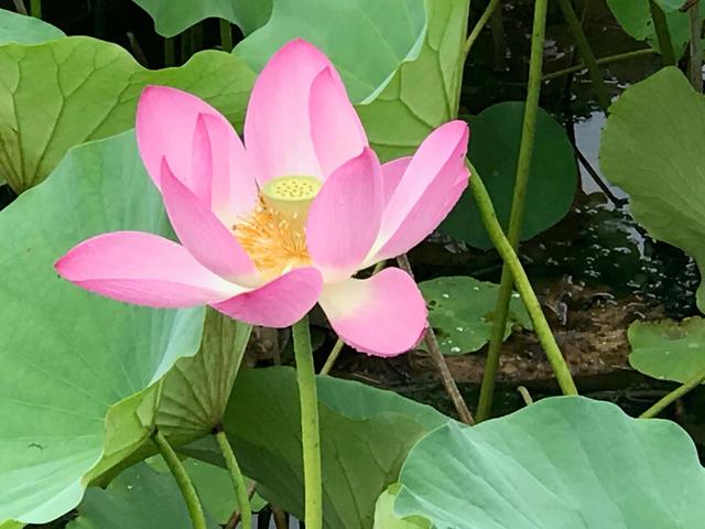 荷花池花期虽过但莲蓬正生,莲花池荷花几月份开花最好看