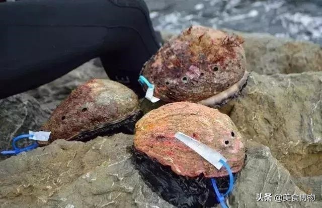 鲍鱼大全,带你认知全世界的鲍鱼(下)