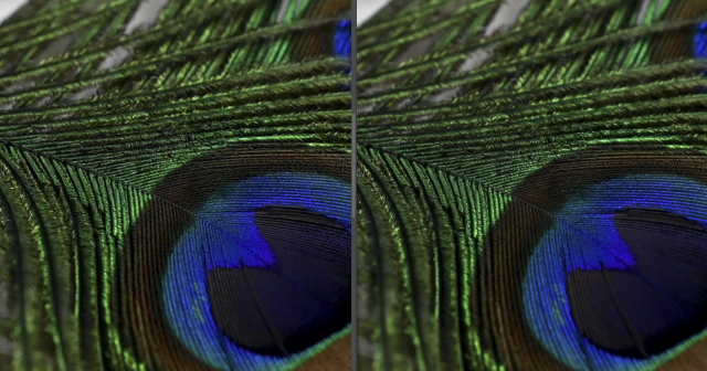 尼康Z50深度评测,尼康z50评测打鸟