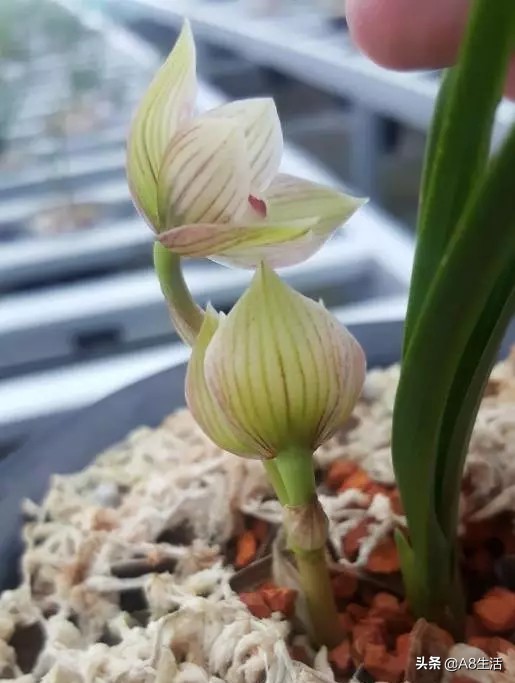 春兰姜氏荷兰名品欣赏,姜氏荷兰花春兰