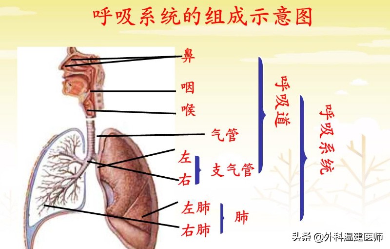 经常过量喝酒对身体有哪些危害,过量饮酒对身体会造成哪些危害