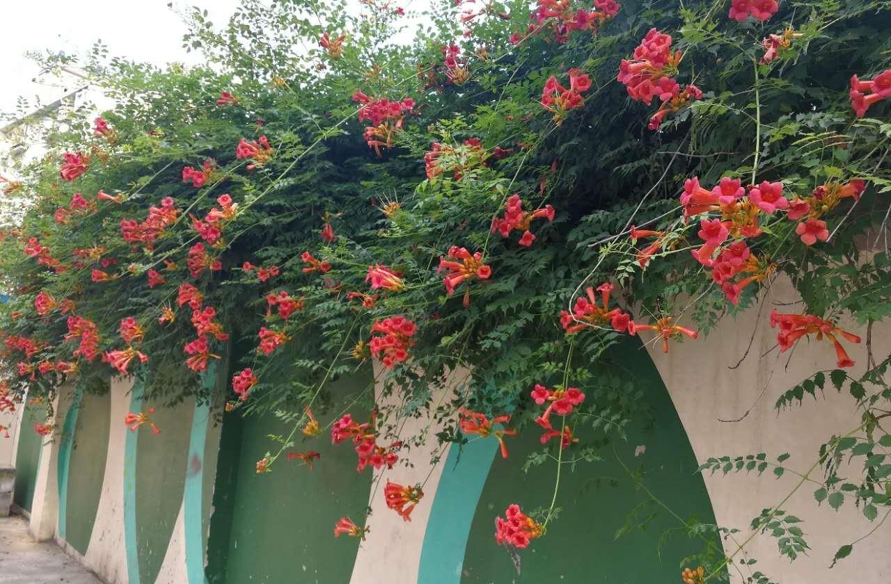 院子花架最适合的花,花架子摆什么绿植好看