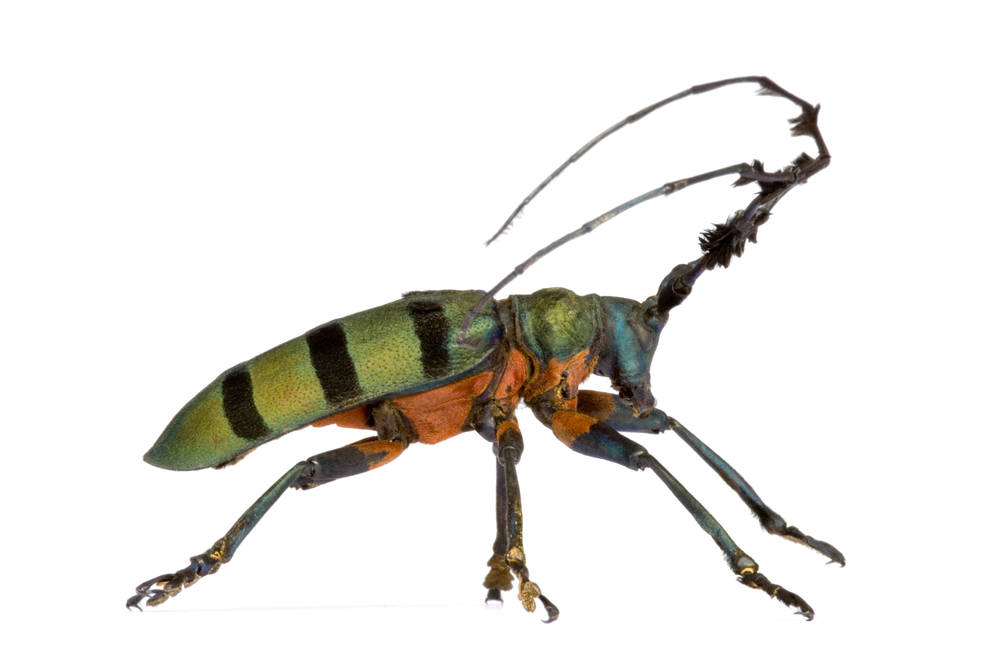 十种奇特的昆虫,这些奇特的昆虫