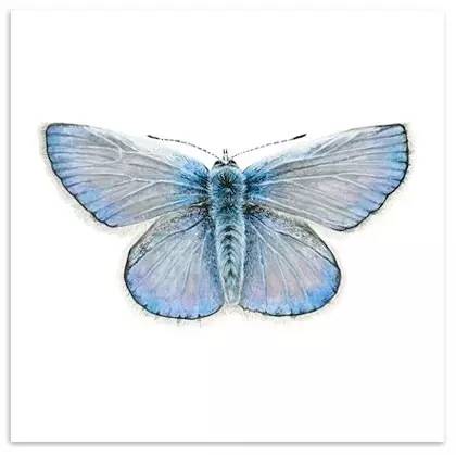 超写实绘画真实吗,超写实的植物绘画