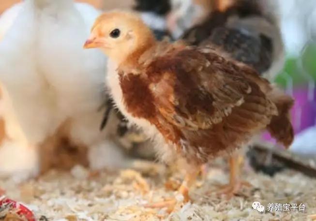 养鸡喂白酒加大米有什么好处,养鸡用白酒越养越富有