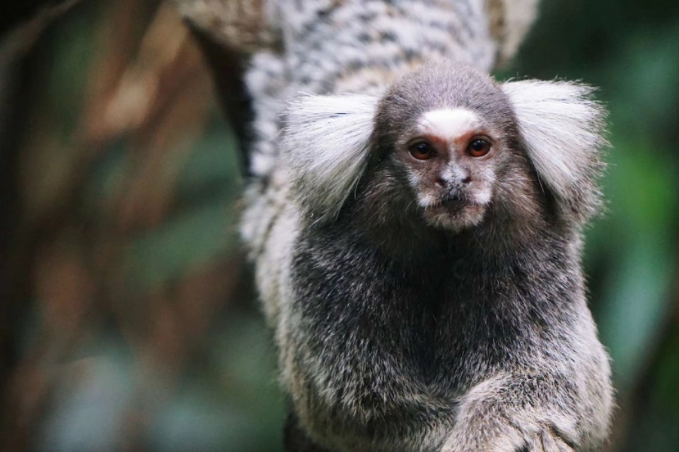 索尼微单a5100怎么导出视频 (索尼微单a5100可以拍视频吗)