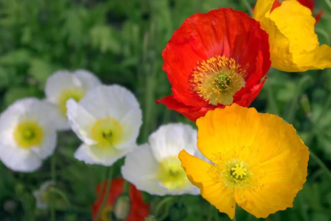 彭山景区活动购票,常德彭山景区游玩攻略图