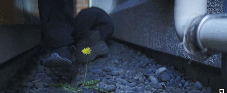 「抄袭」抄成票房冠军，我也是服了