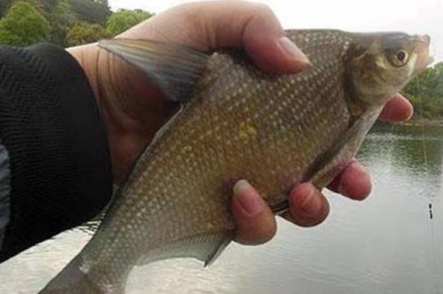 鳊鱼咋样钓,钓鳊鱼怎么钓效果最好呢