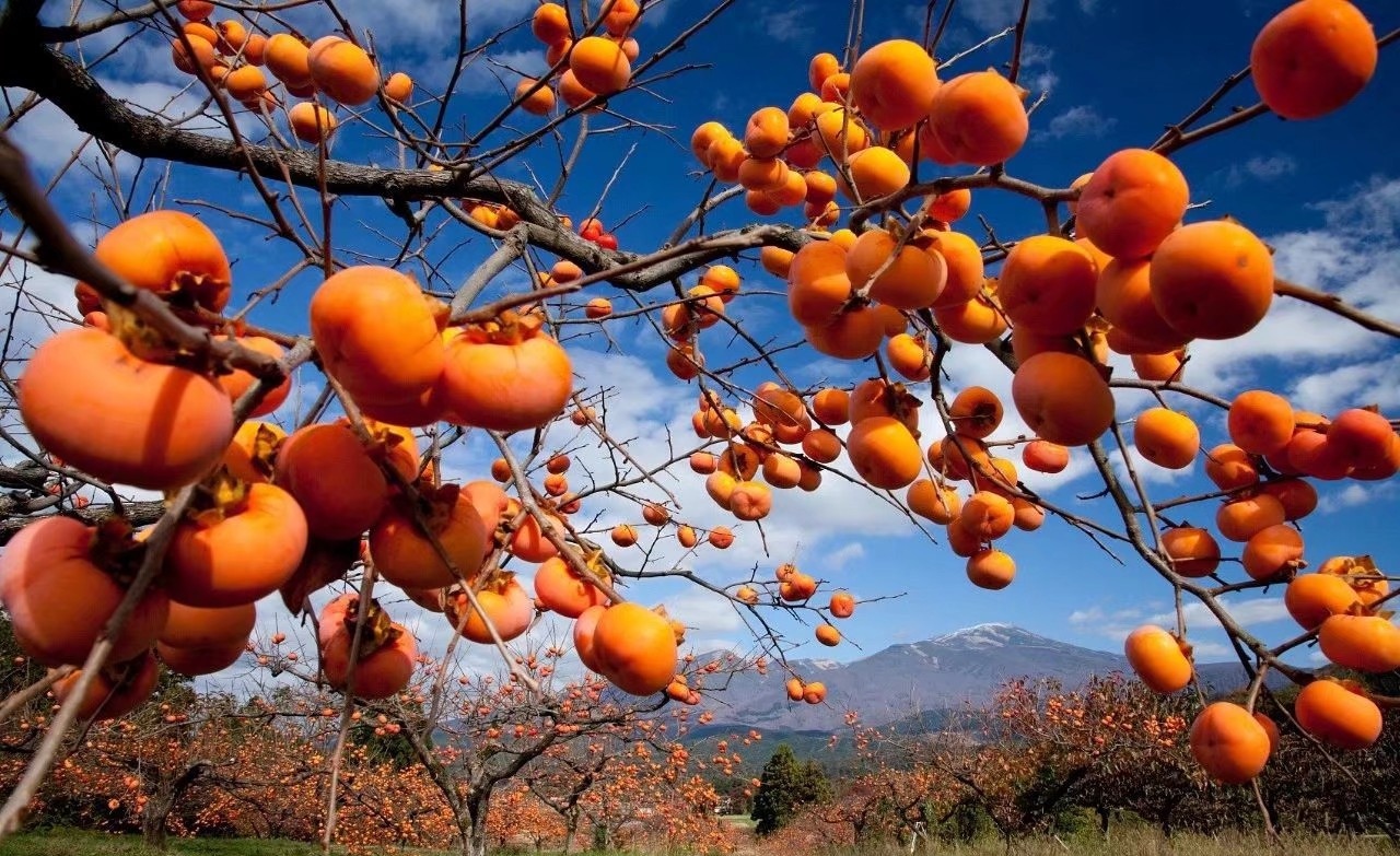 离婚后父母总催着再婚,离婚了父母总是怨恨我