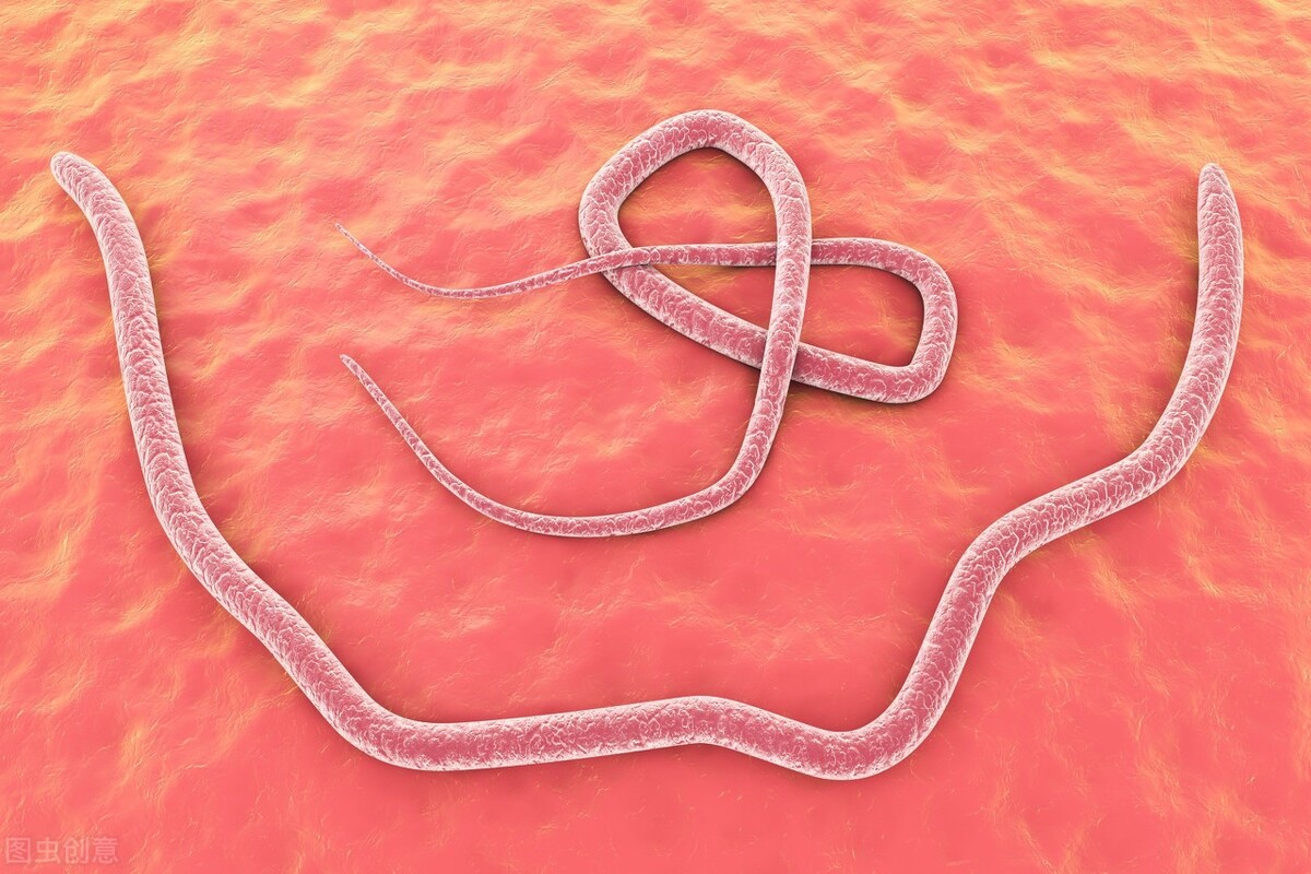 犬寄生虫,寄生虫宠物狗