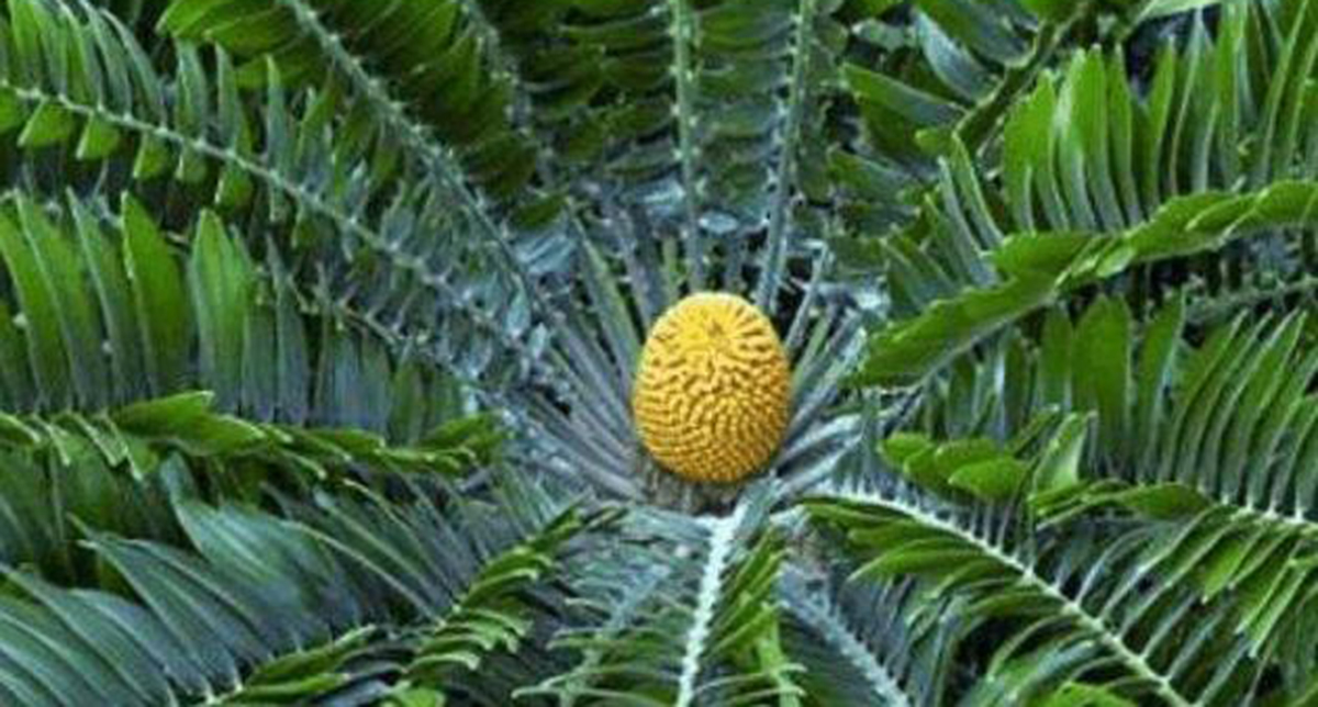 伍德苏铁:寻妻百年的铁树鳏夫,全球仅一棵,克隆的树苗价值15万