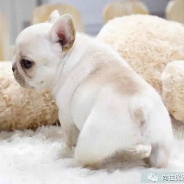 哪个网买宠物狗便宜好养,购买宠物狗有哪些店推荐