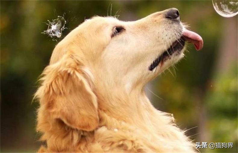 金毛犬怎么训练才听话视频教程,训练金毛幼犬的10个方法