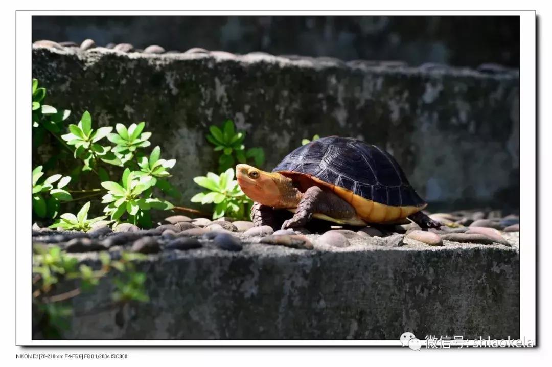 黄缘龟喜欢的植物,黄缘龟有灵性吗