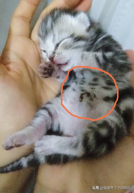 记录猫咪生娃第二天,记录猫咪怀孕41天