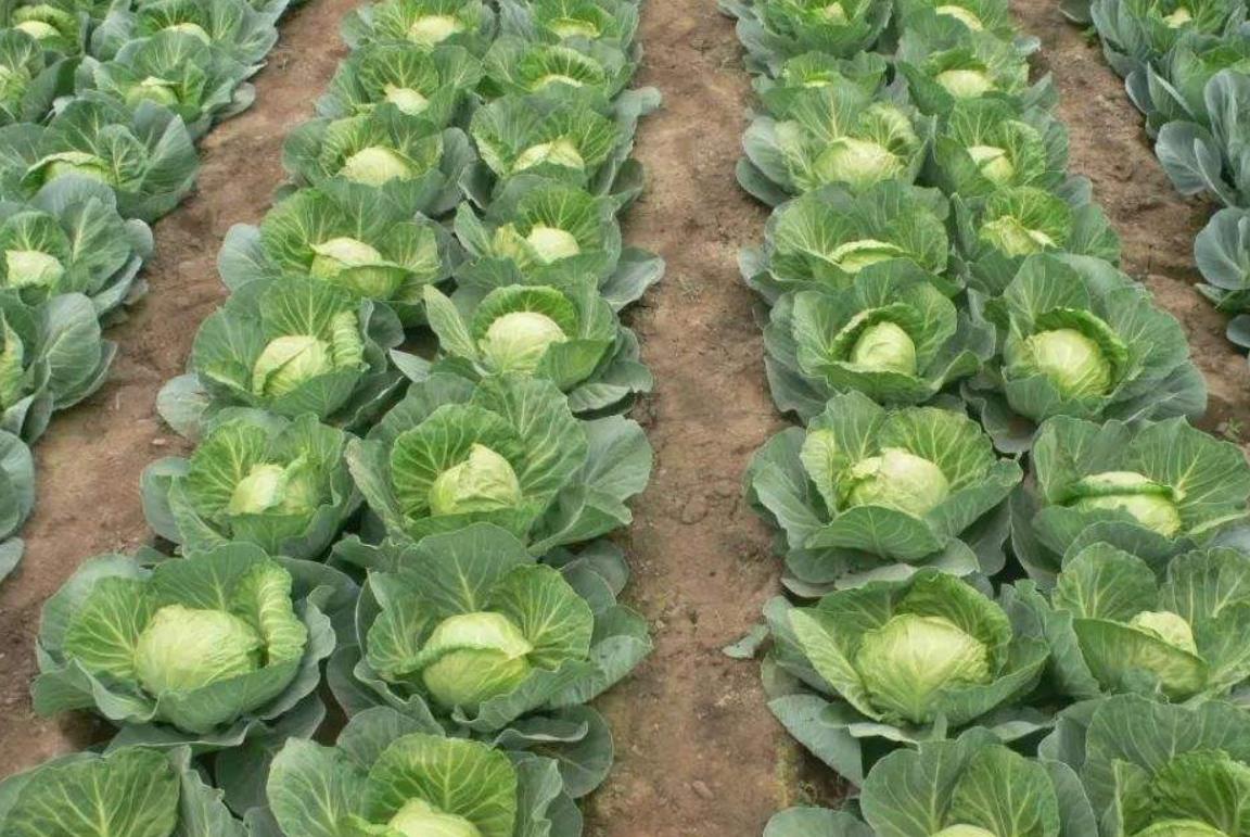 如何防止春甘蓝栽培未熟抽薹,甘蓝先期抽薹的原因及防治措施