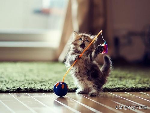 猫咪误吞小东西怎么办,猫咪吃了异物怎么快速拉出来