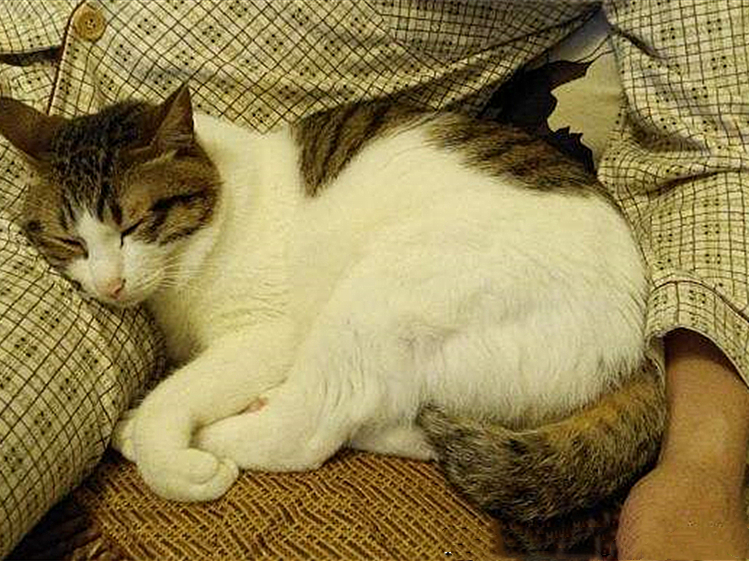 辟谣宠物猫,辟谣猫毛吸入肺里