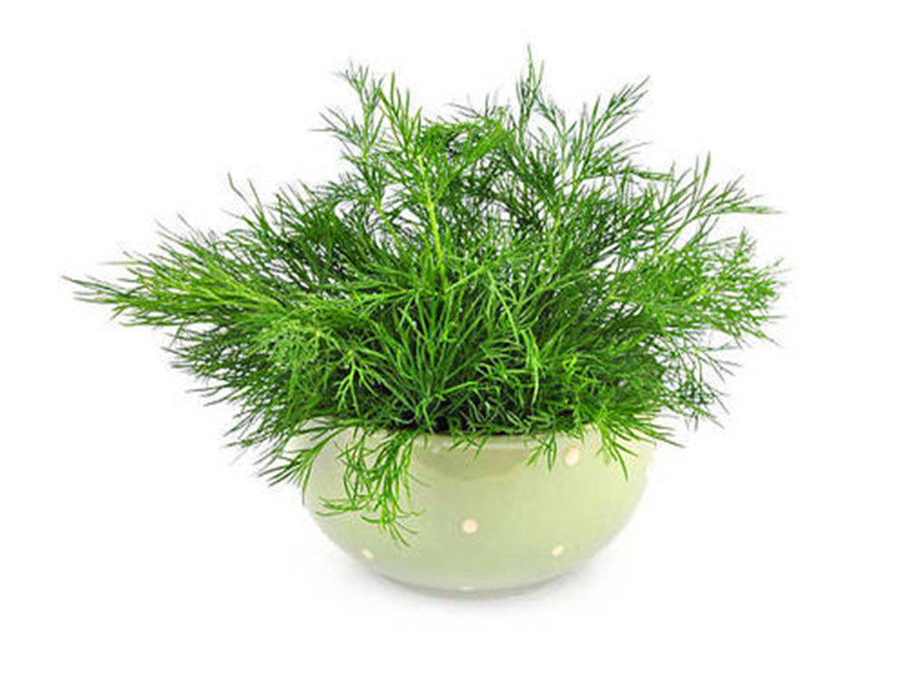 小茴香的盆栽种植技术与方法图片,盆栽茴香怎么长得粗壮好看