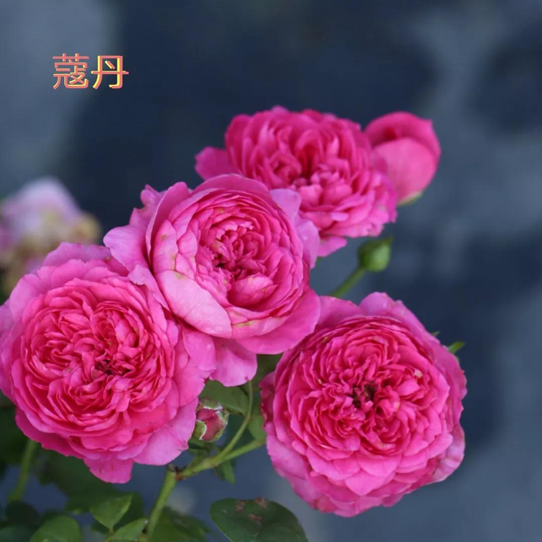 切花火焰月季的优缺点,常见切花月季一览