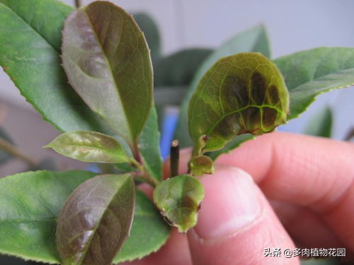 刚买回家的桂花怎样养护,买回来的桂花如何栽培