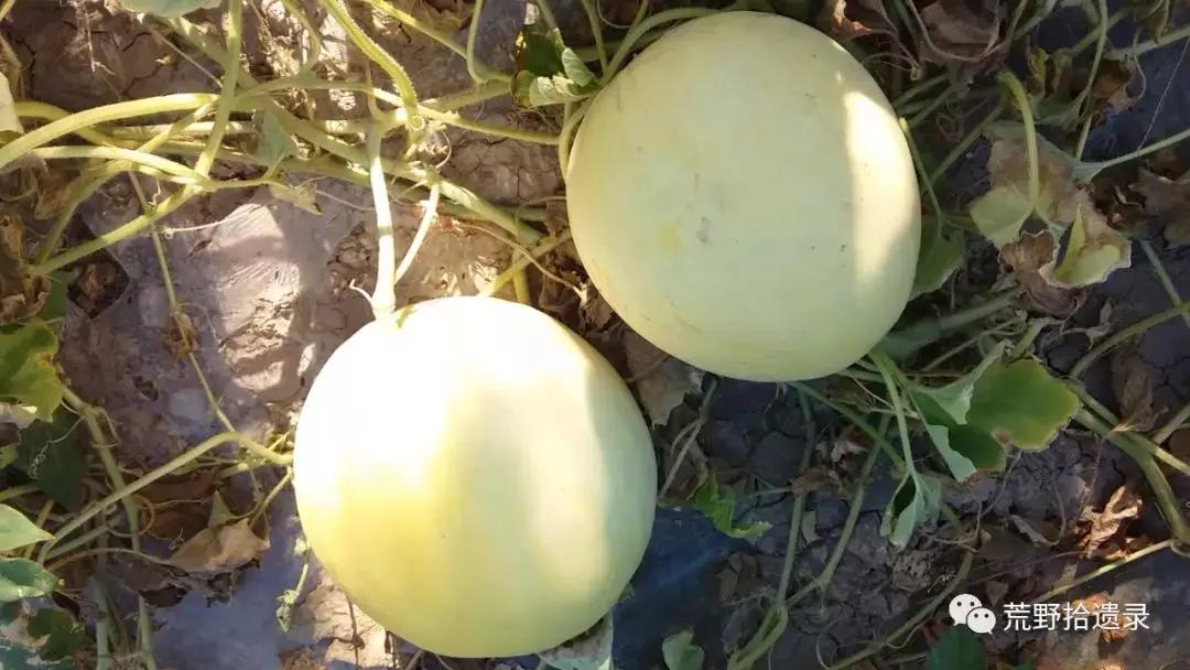 四川适合种植哈密瓜甜瓜品种,甜瓜种植技术新疆哈密瓜