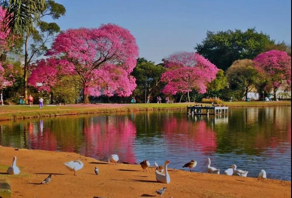 巴西的国庆节在几月几日,巴西国庆节是几月几日