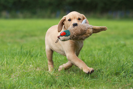 罗威纳犬和拉布拉多哪个适合家养,拉布拉多犬和罗威纳哪个好养